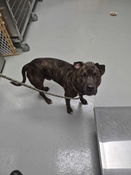 An adult medium-sized male Pit Bull Terrier dog named Nd Sage for adoption in Lawrenceville, GA