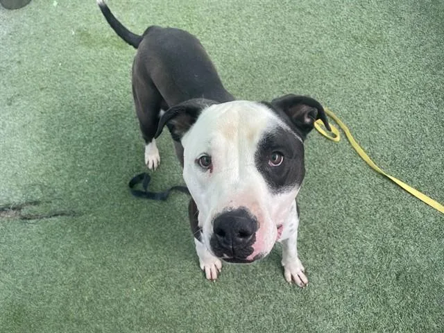 An adult large-sized male Pit Bull Terrier dog named Scout for adoption in Tucson, AZ