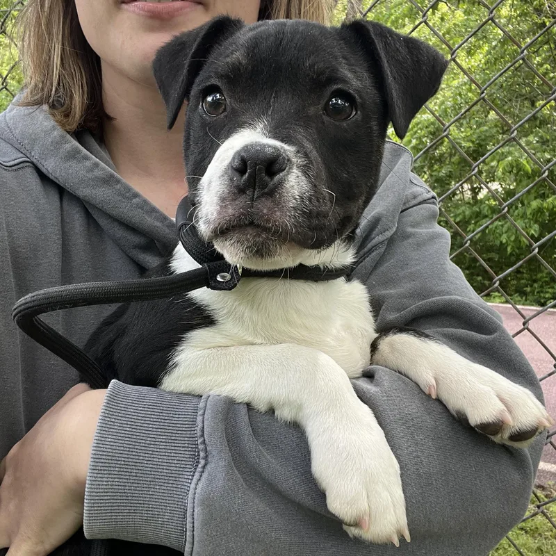 A baby medium-sized male Mixed Breed dog named Ellis for adoption in House Springs, MO