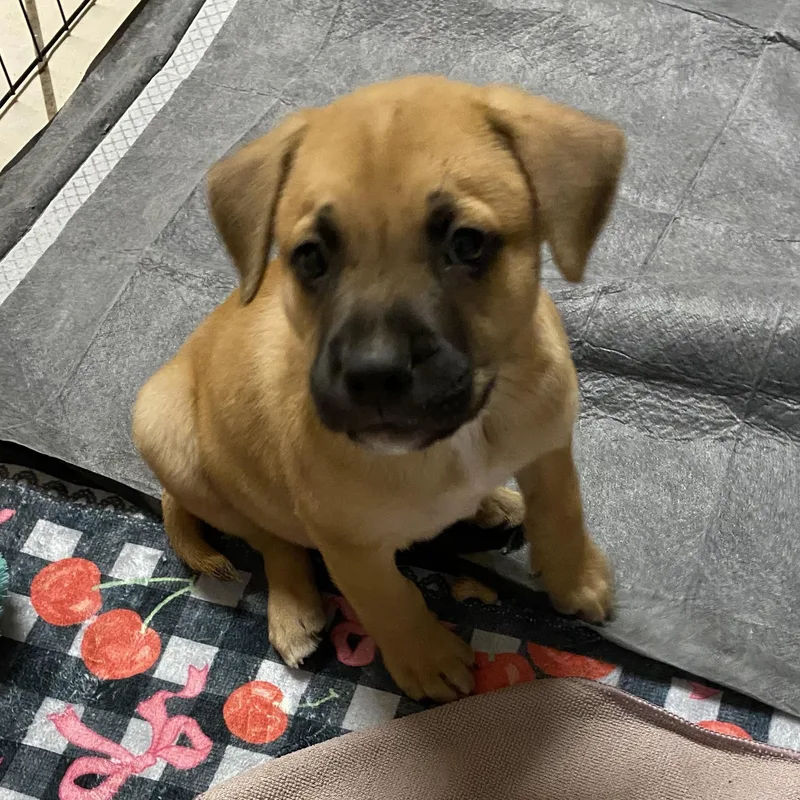 A baby medium-sized male German Shepherd Dog dog named Trickster for adoption in Liverpool, TX