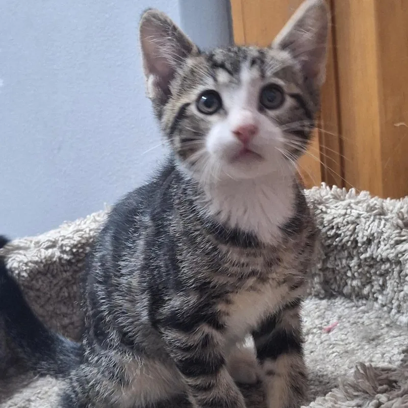 A baby small-sized male Brown / Chocolate Domestic Short Hair cat named Conrad for adoption in Grantsville, UT
