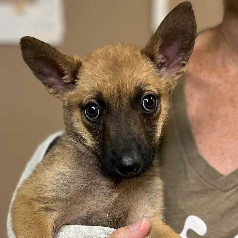 A baby small-sized female Brown / Chocolate Shepherd dog named Boo for adoption in Palm Springs, CA