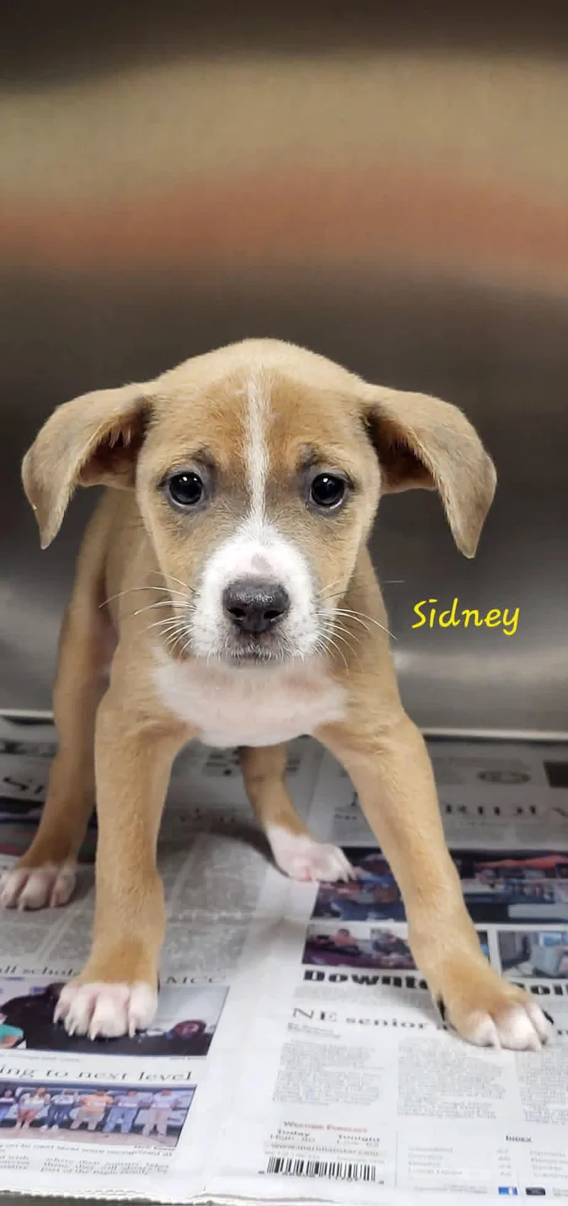 A baby small-sized female Mixed Breed dog named Sidney for adoption in Marion, MS
