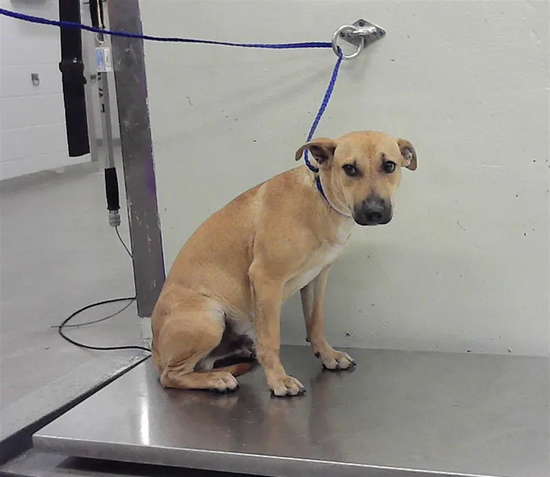 A young small-sized male Staffordshire Bull Terrier dog named Fisher for adoption in Houston, TX