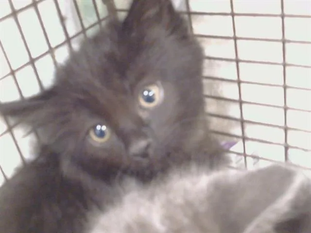 A baby small-sized female Domestic Medium Hair cat named Margarita for adoption in Sacramento, CA