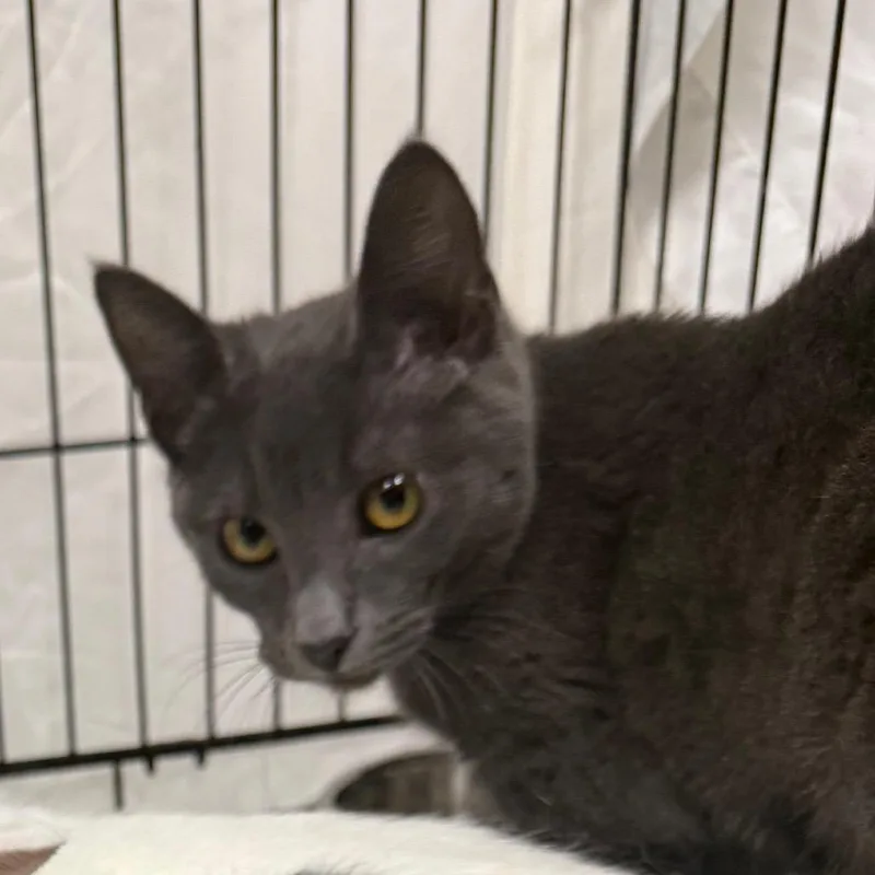 A young small-sized female Gray / Blue / Silver Domestic Short Hair cat named Celia for adoption in Normal, IL
