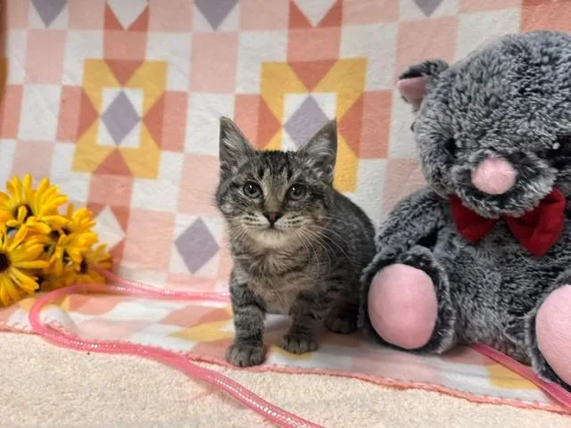 A baby small-sized female Domestic Short Hair cat named Eva for adoption in Fairfield, CA