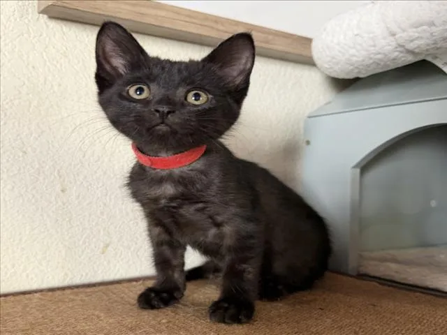 A baby small-sized female Domestic Short Hair cat named Little Girl for adoption in Woodland, CA