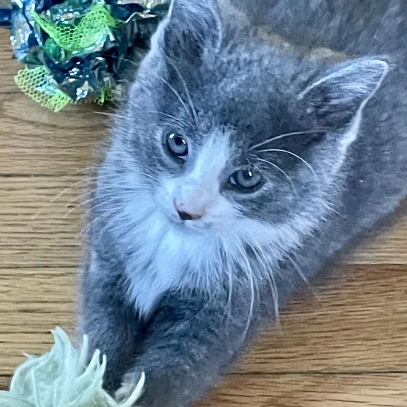 Sweet Pea Miller