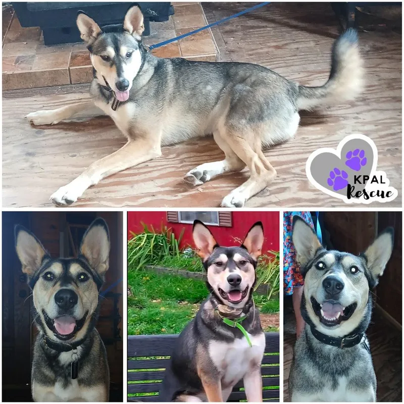 An adult large-sized male Husky dog named Maximilian “Max” for adoption in Kenai, AK