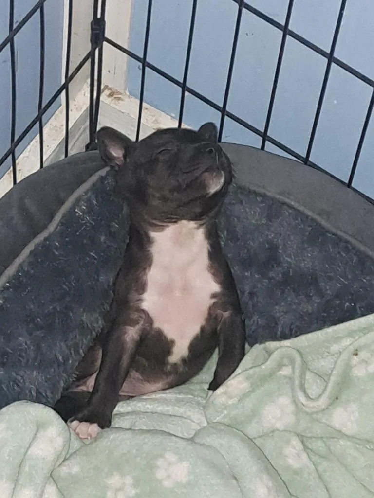 A baby medium-sized female Pit Bull Terrier dog named Onyx for adoption in Fayetteville, TN