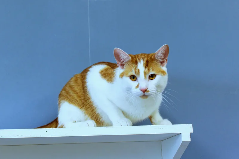 A young medium-sized male Orange & White Domestic Short Hair cat named Charlie for adoption in Urbana, OH