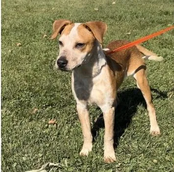 An adult medium-sized male Australian Cattle Dog / Blue Heeler dog named Wesson for adoption in Chillicothe, MO