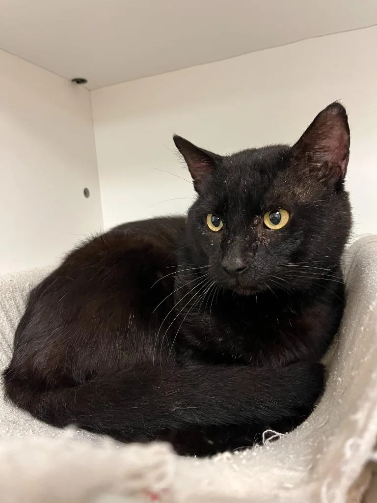 An adult medium-sized male Domestic Short Hair cat named Cat Condo for adoption in Greenville, TX