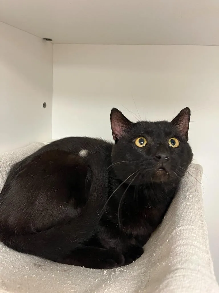 Cat Condo thumbnail 2