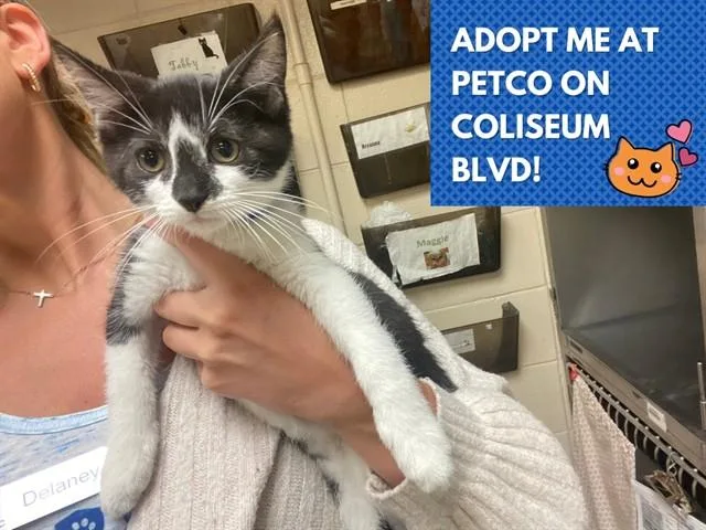 A baby small-sized male Domestic Short Hair cat named Cusco for adoption in Fort Wayne, IN