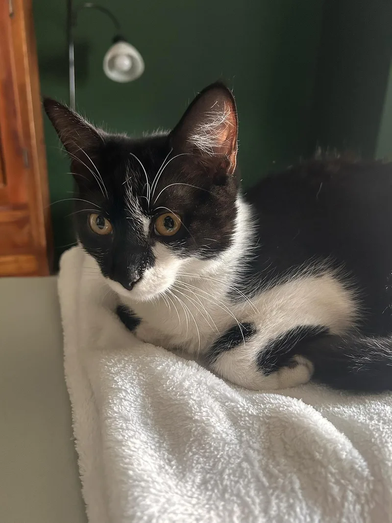A young small-sized female Black & White / Tuxedo Domestic Short Hair cat named Mochi Malvern for adoption in Philadelphia, PA
