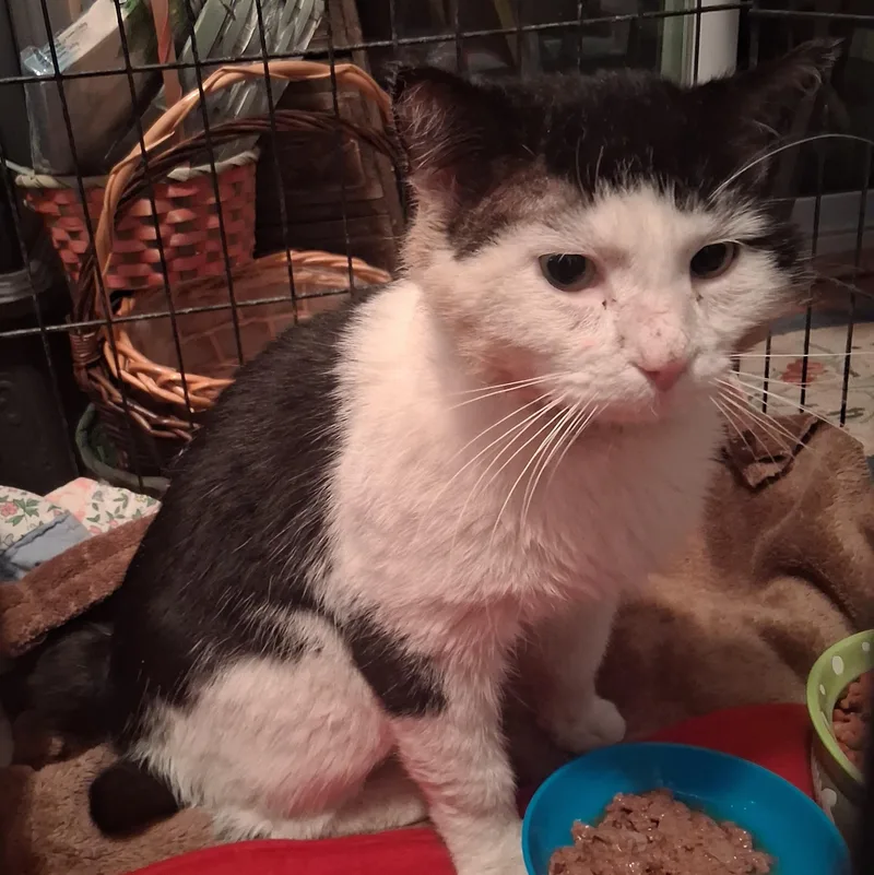 Captain Crunch Special Needs: thumbnail 2