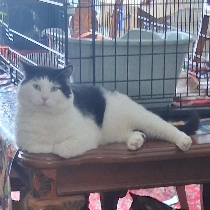 Captain Crunch Special Needs: thumbnail 3