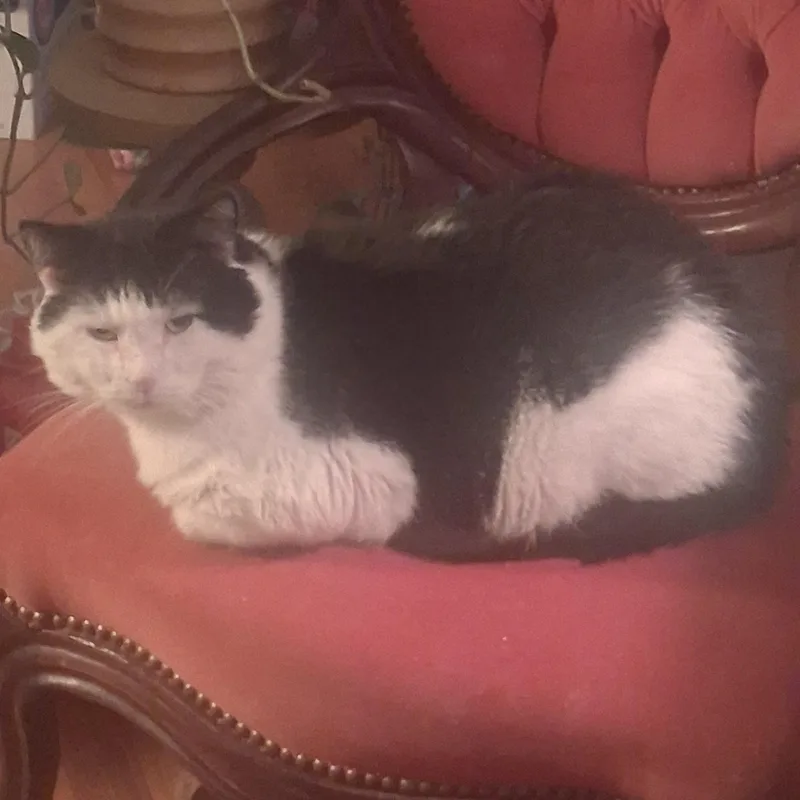 Captain Crunch Special Needs: thumbnail 4