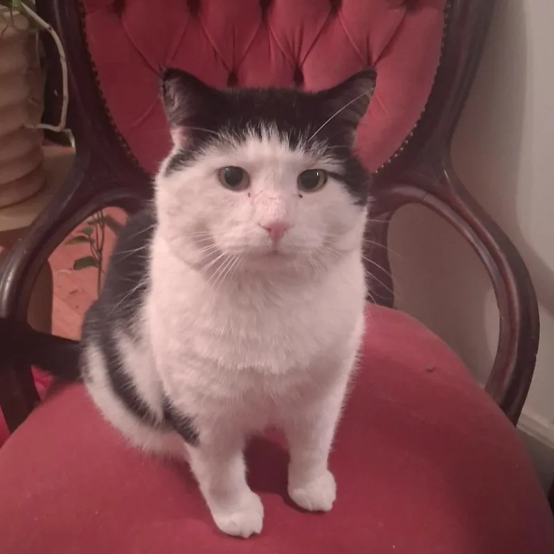 Captain Crunch Special Needs: