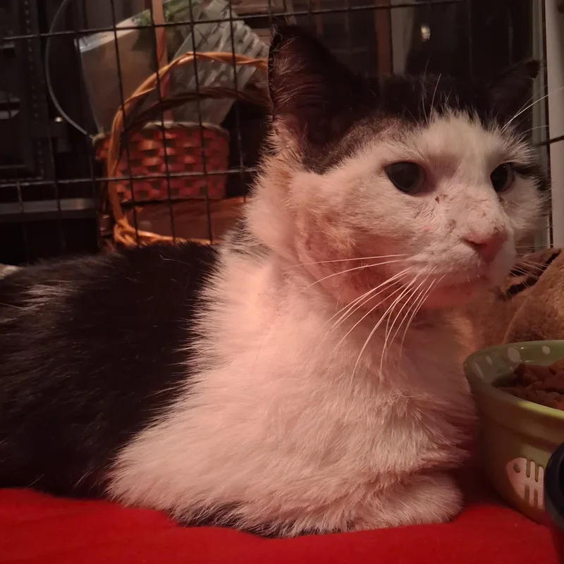 Captain Crunch Special Needs: thumbnail 5