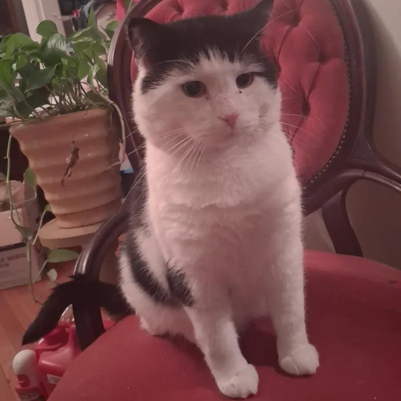 Captain Crunch Special Needs: thumbnail 6