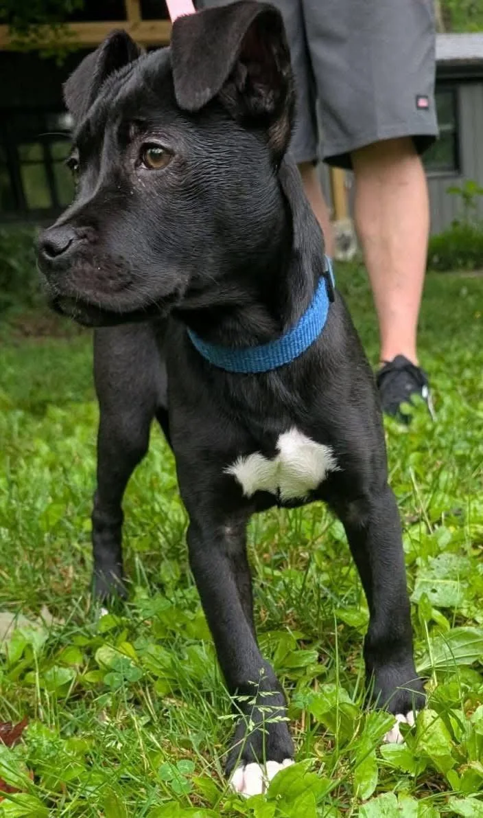 A baby medium-sized female Labrador Retriever dog named Sina for adoption in Germantown, OH