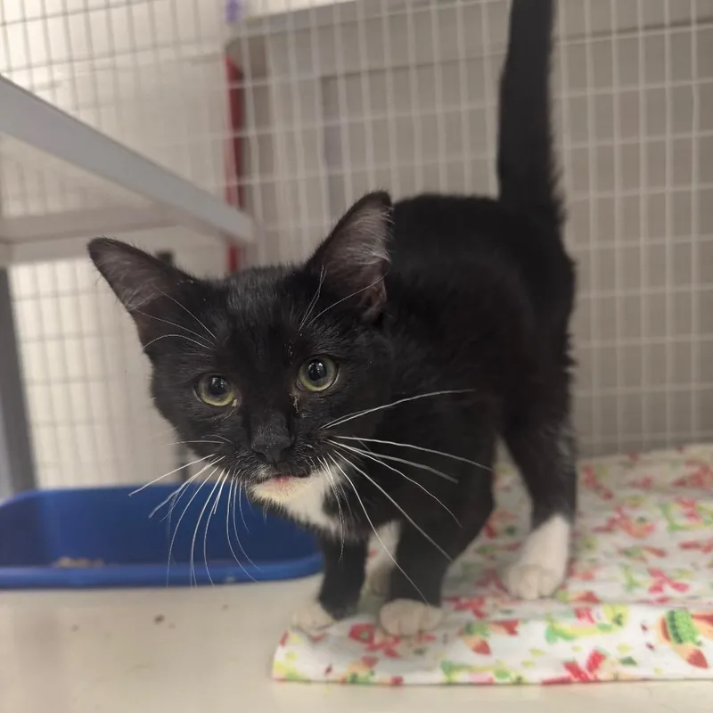 A baby small-sized female Black Domestic Short Hair cat named Mittens for adoption in Columbiana, AL