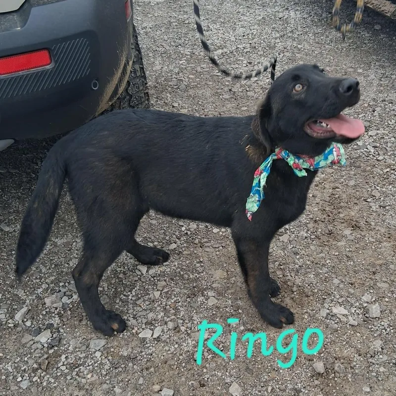 A young large-sized male Black Mixed Breed dog named Ringo for adoption in DeKalb, IL