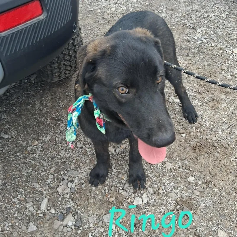 Ringo thumbnail 3