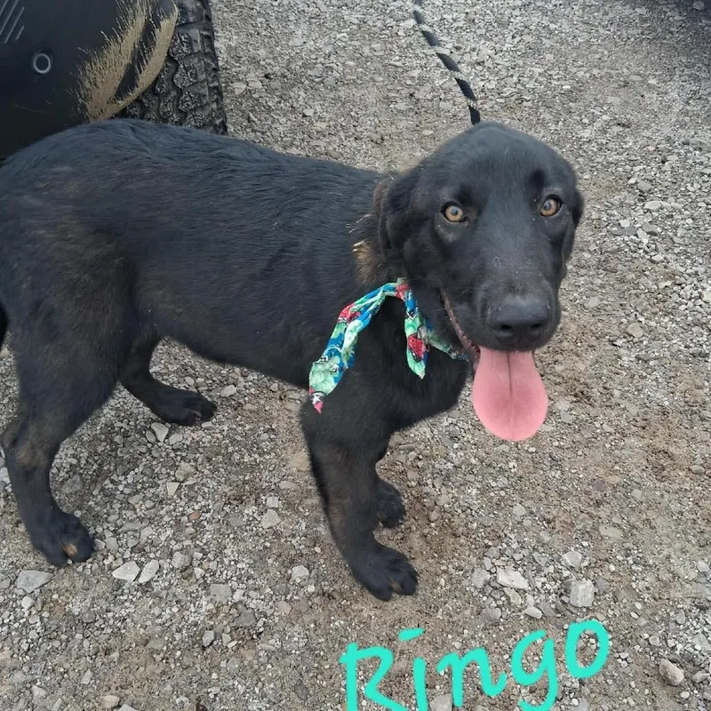 Ringo thumbnail 4