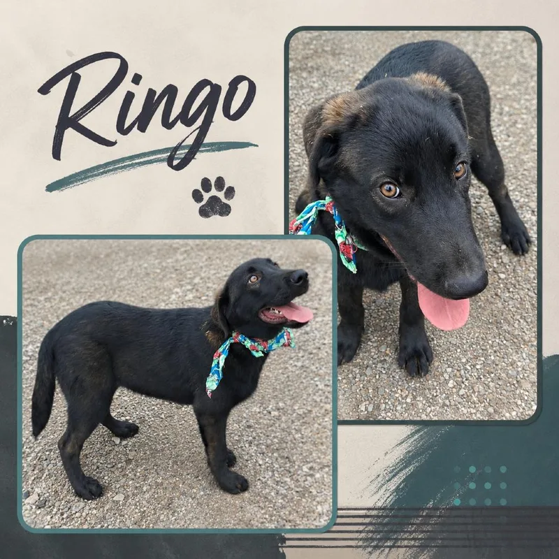 Ringo thumbnail 6
