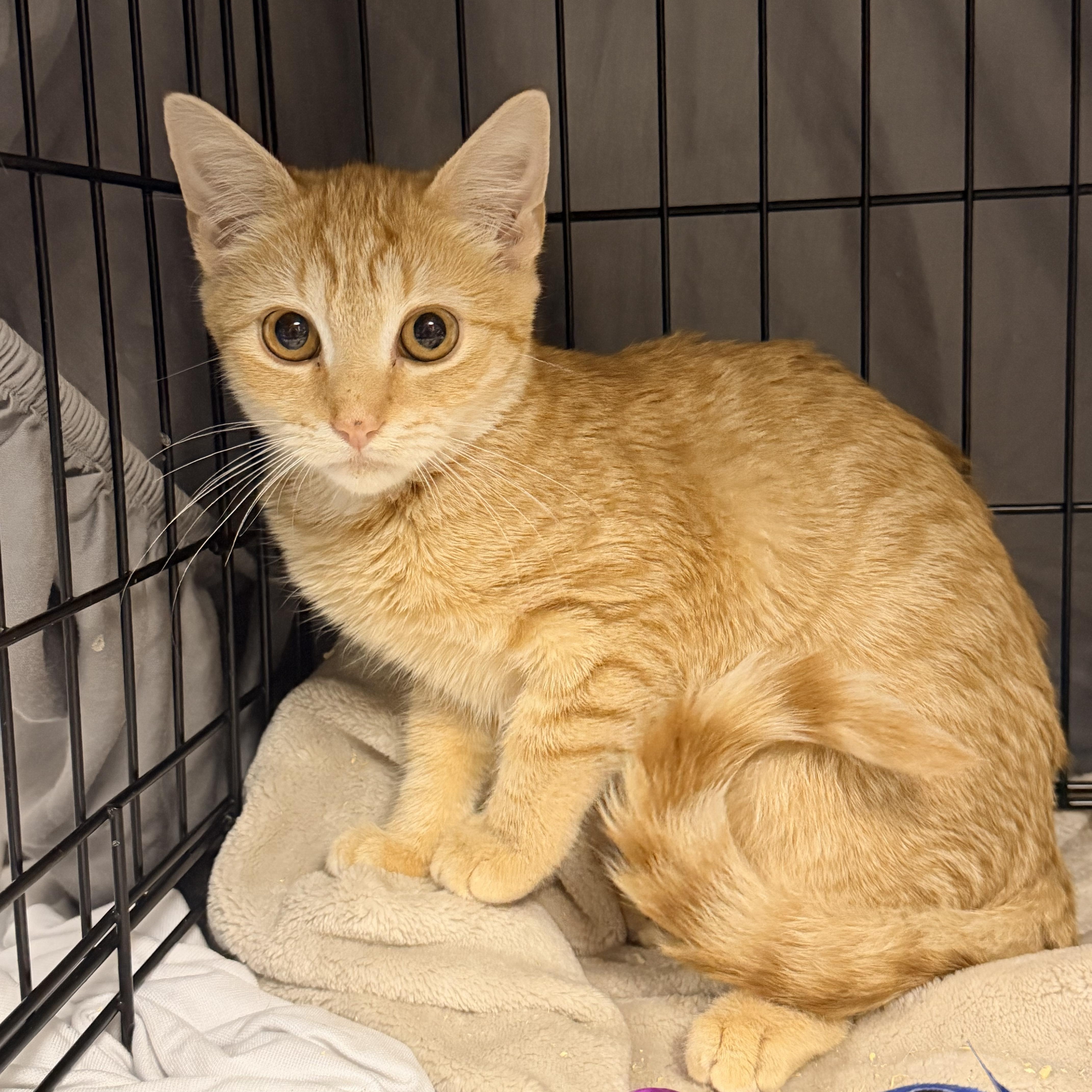 A baby small-sized female Tabby (Orange / Red) Domestic Short Hair cat named Vanna for adoption in Bellmawr, NJ