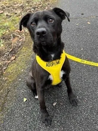 An adult medium-sized male Mixed Breed dog named Dimitri for adoption in Knoxville, TN