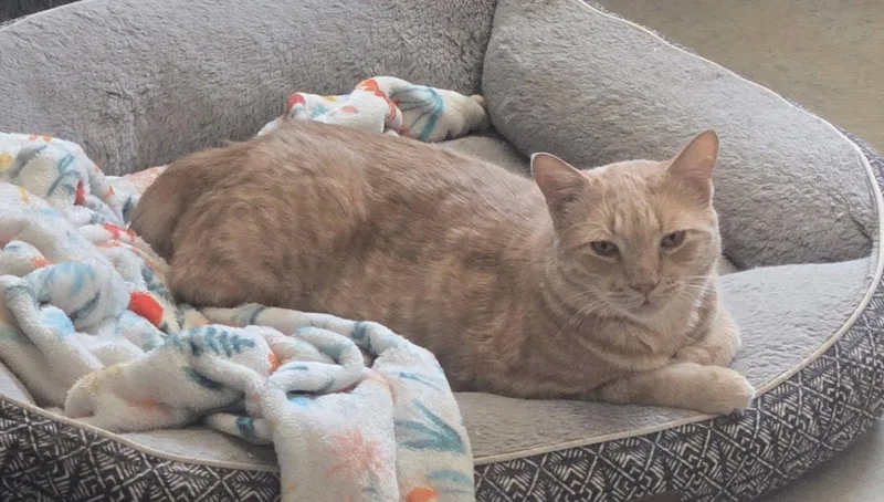 An adult medium-sized male Tabby (Orange / Red) Domestic Short Hair cat named Little Buddy for adoption in Sierra Vista, AZ