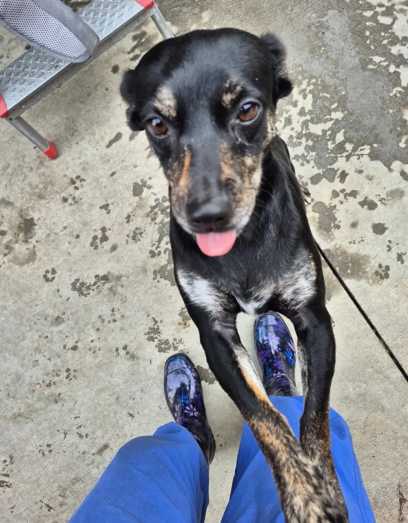 The Scoobs!! With Friends thumbnail 2