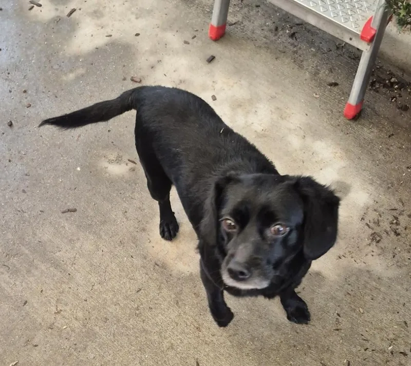 The Scoobs!! With Friends thumbnail 3