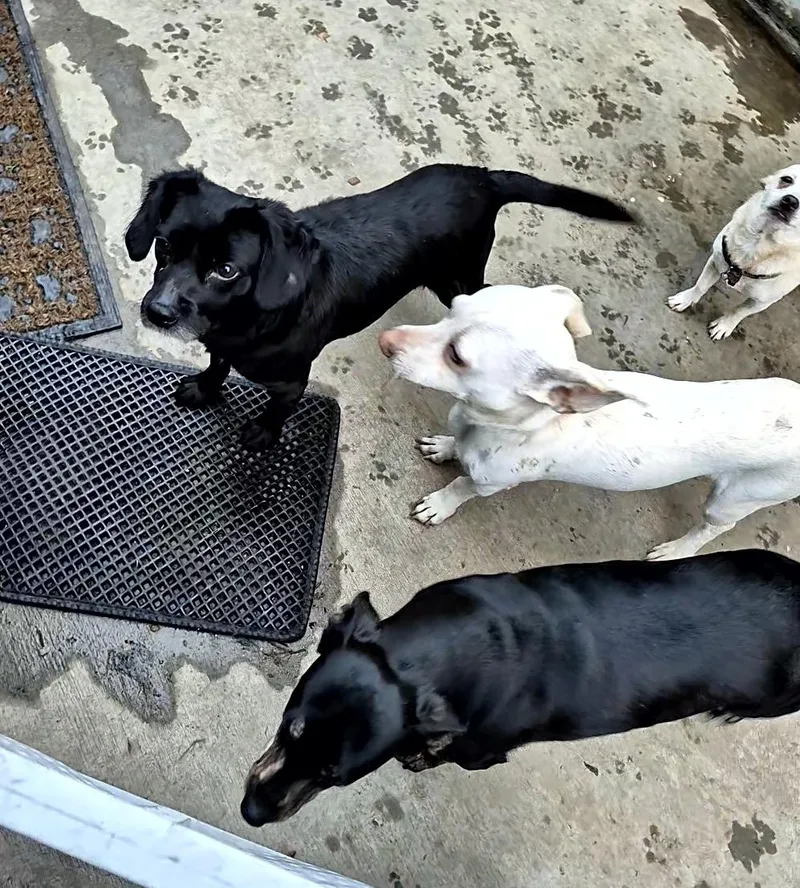 The Scoobs!! With Friends thumbnail 4