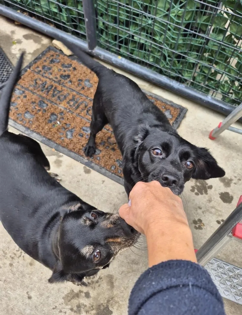 The Scoobs!! With Friends thumbnail 5