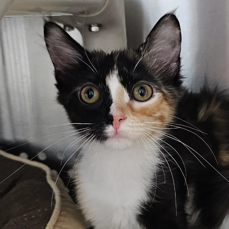 A baby small-sized female Black Domestic Medium Hair cat named Charlotte Flair for adoption in Winchester, TN