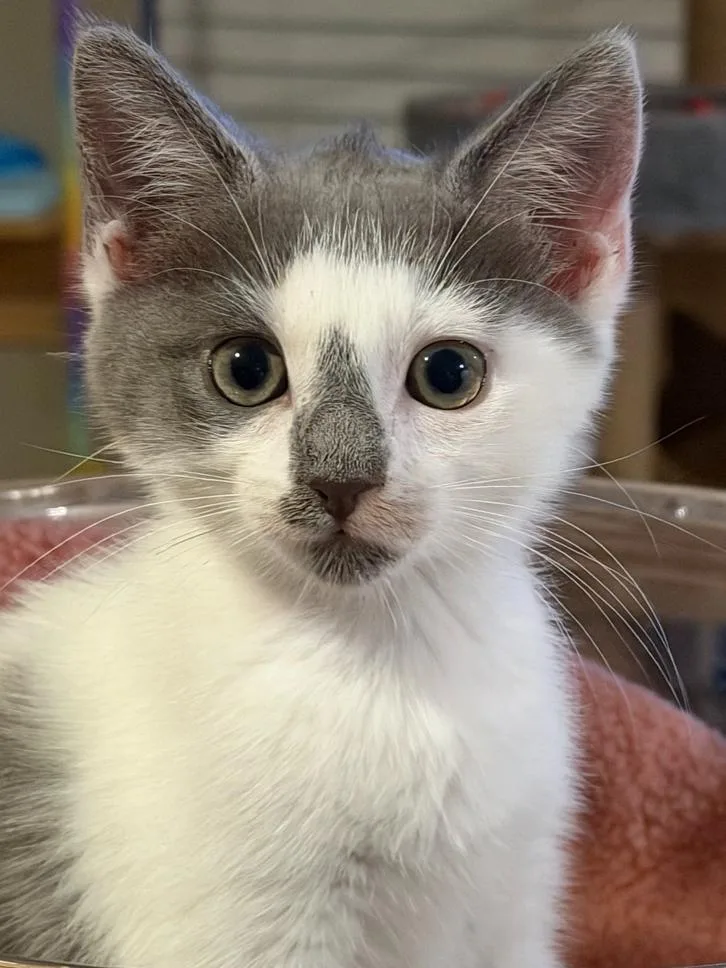 A baby small-sized female Gray & White Domestic Short Hair cat named Quinn for adoption in Wellington, FL