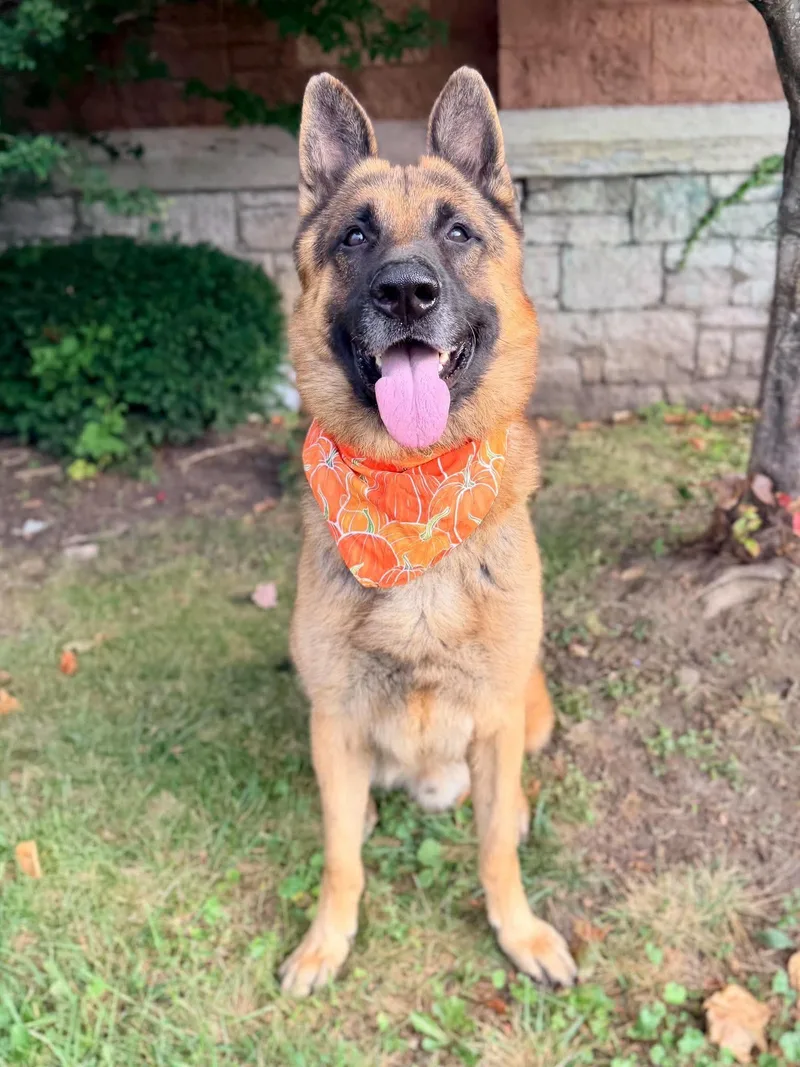 An adult large-sized female German Shepherd Dog dog named Cliff for adoption in Buffalo, NY