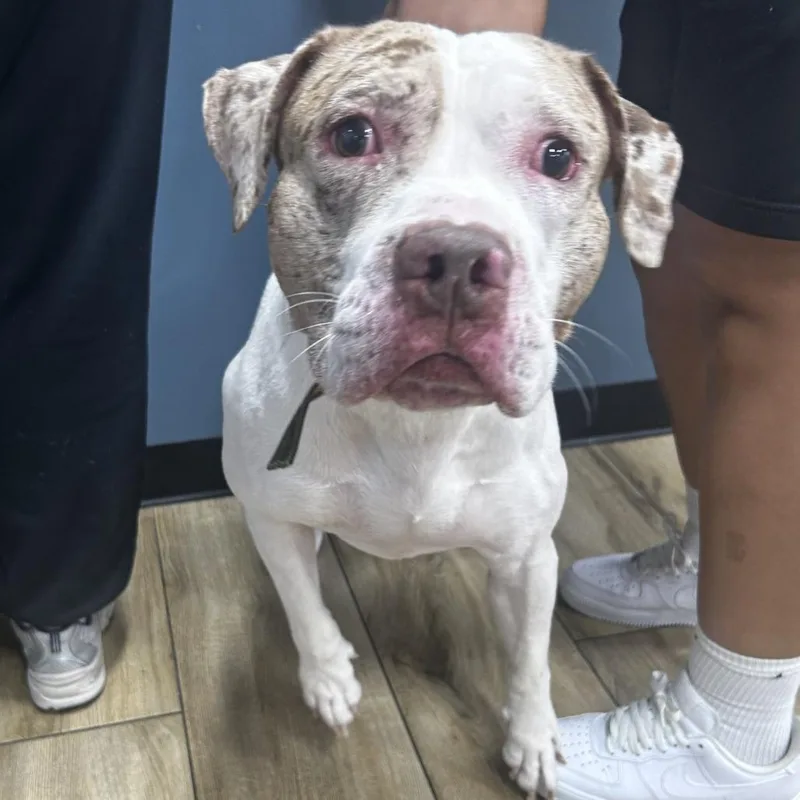 Rudy