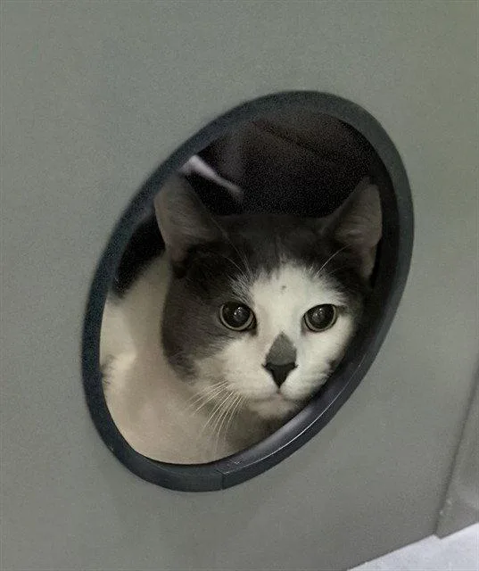 An adult large-sized male Gray / Blue / Silver Domestic Short Hair cat named Acorn for adoption in Tavares, FL