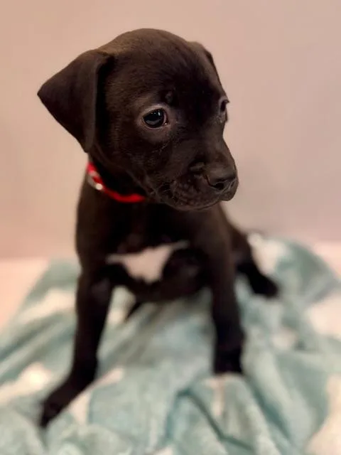 A baby medium-sized female Black Plott Hound dog named Cassio Starstruck for adoption in Andover, MA