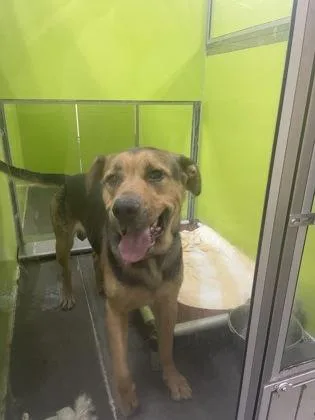 An adult large-sized male Shepherd dog named Forest for adoption in Independence, MO