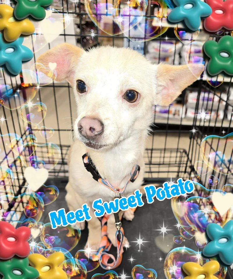 Sweet Potato thumbnail 2