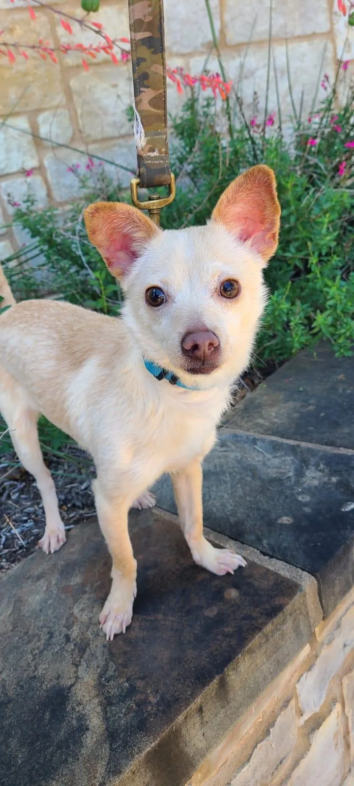 Sweet Potato thumbnail 3