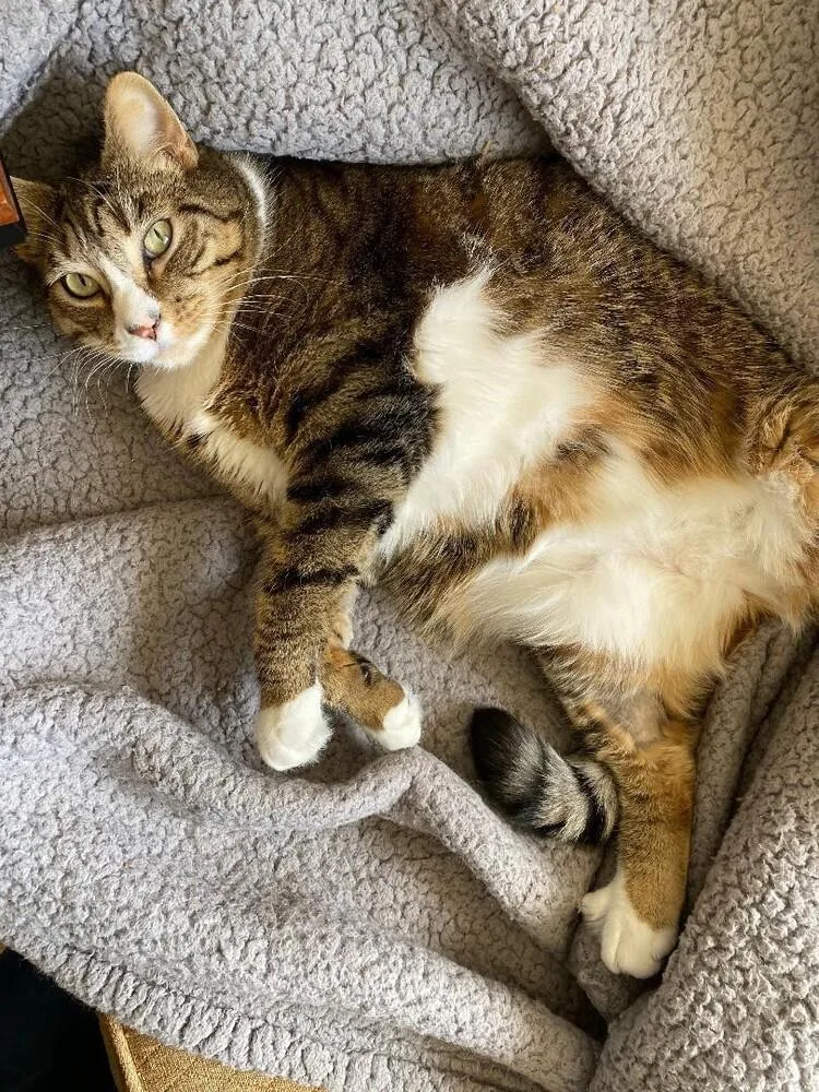 An adult medium-sized male Tabby (Brown / Chocolate) Tabby cat named Henry for adoption in Oceanside, CA